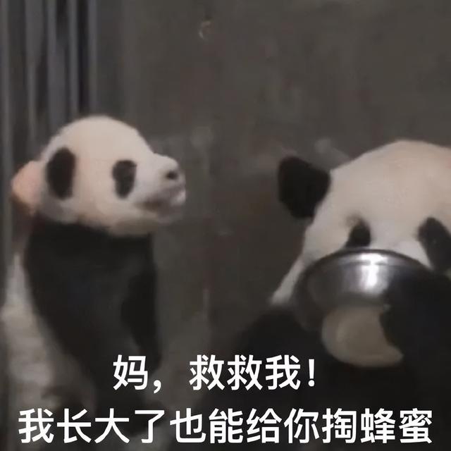 陈三岁本人,陈三岁是谁