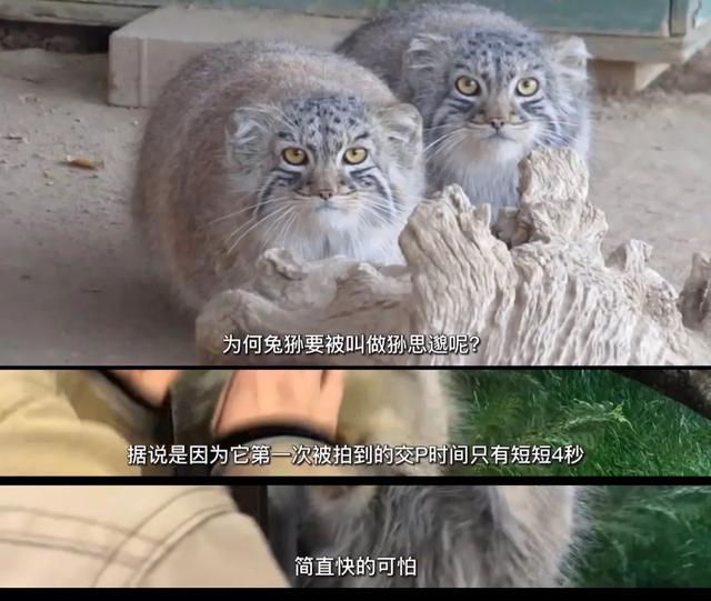 大胃王红姐的减肥药管用吗,大胃王红姐怎么瘦的